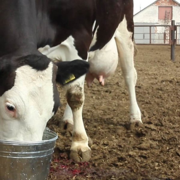 Кормление коровы после отела