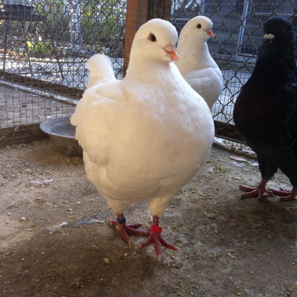 Голуби Кинг